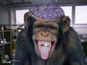 monkey-brains