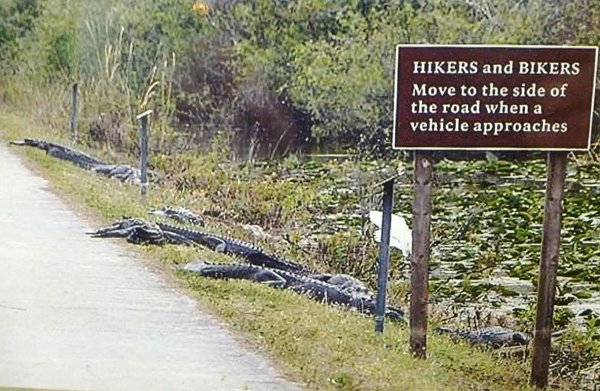 hikers-and-bikers-move-to-the-side-of-the-road-sign-crocodiles-alligators